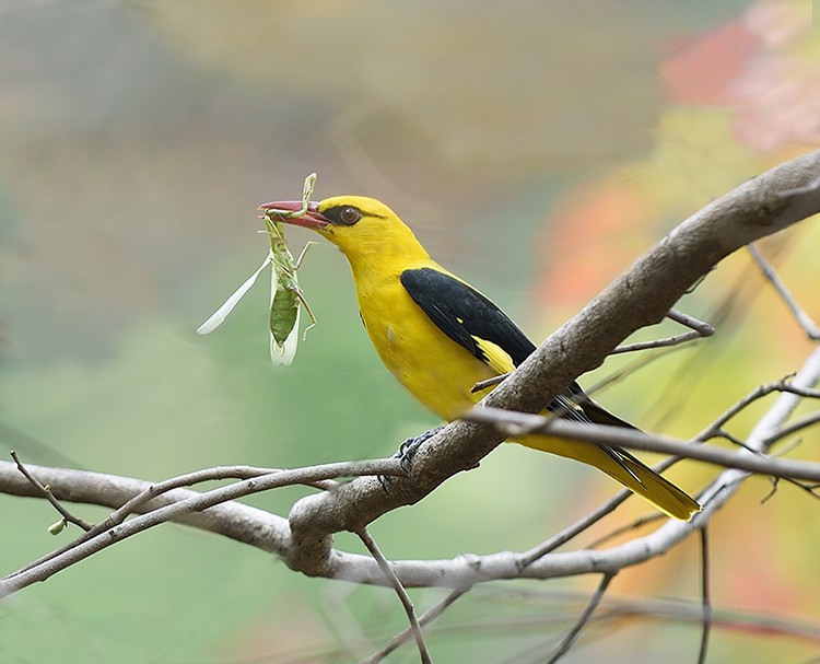 Indian Golden Oriole - ML353622421