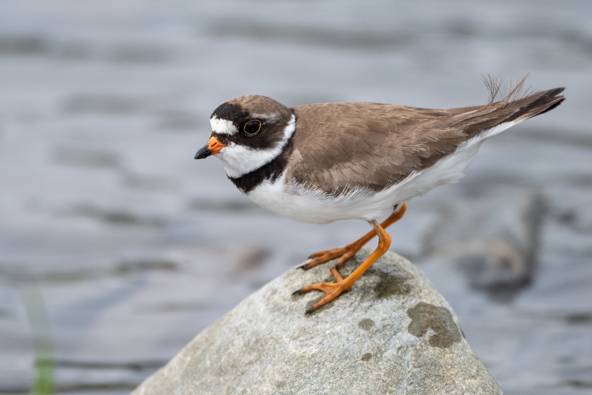 Semipalmated Plover - ML353623881