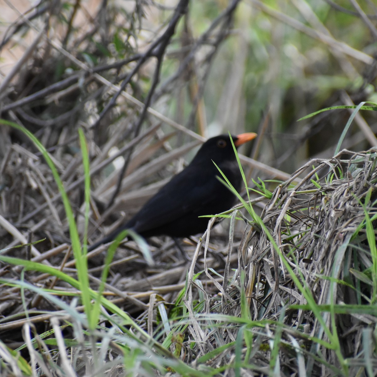 Eurasian Blackbird - ML353627881
