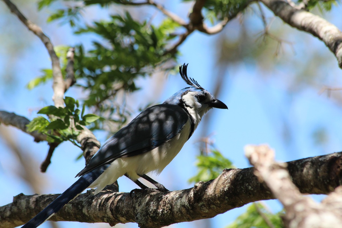 White-throated Magpie-Jay - ML353628491