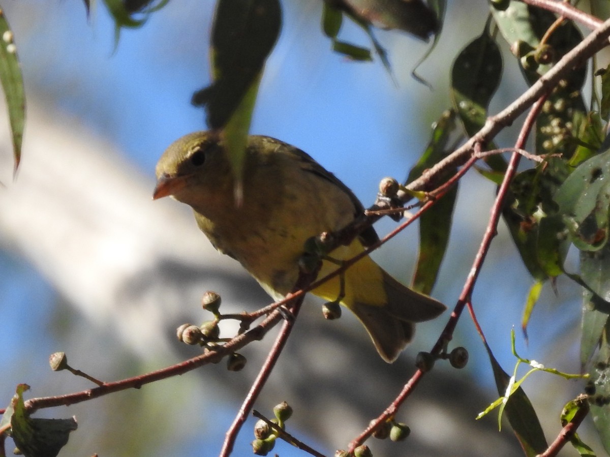 Western Tanager - ML35362991