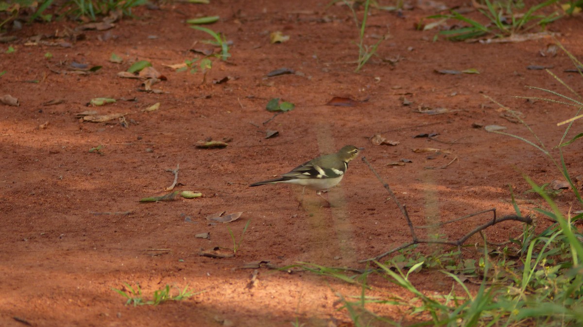 Forest Wagtail - ML35363191