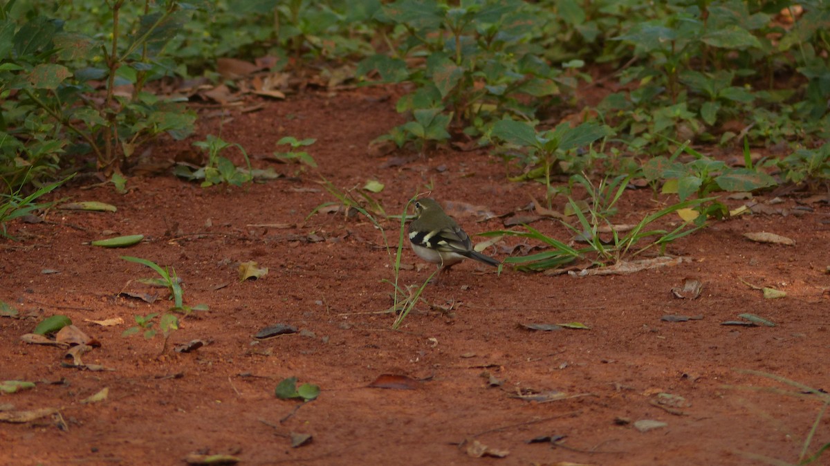 Forest Wagtail - ML35363201