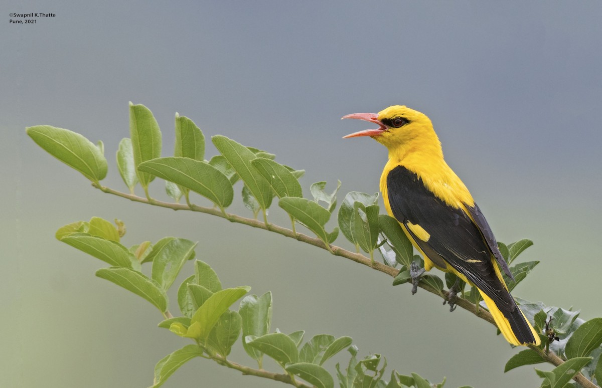 Indian Golden Oriole - Swapnil Thatte