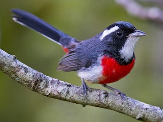  - Red-breasted Chat