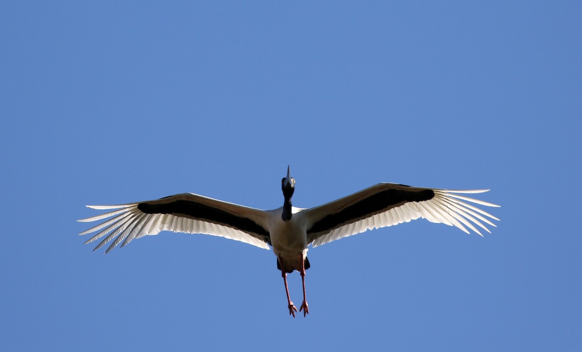 Black-necked Stork - ML353636691