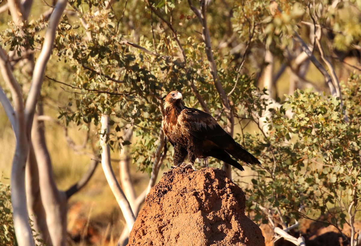 Wedge-tailed Eagle - Stuart Kelly