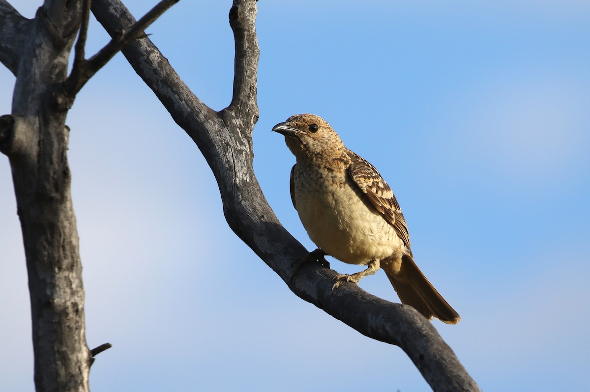 Spotted Bowerbird - ML353637961