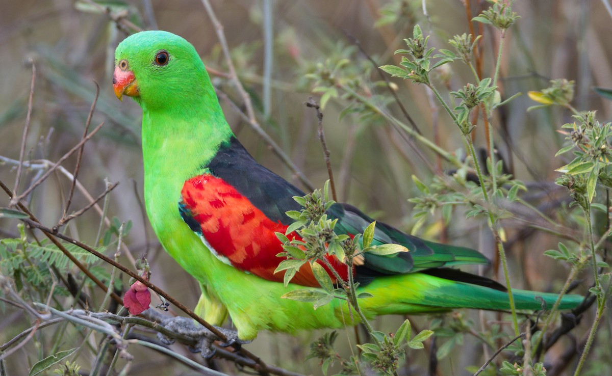 Папужець-червонокрил австралійський - ML353640971