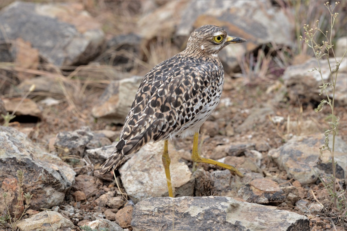 Spotted Thick-knee - ML353646571