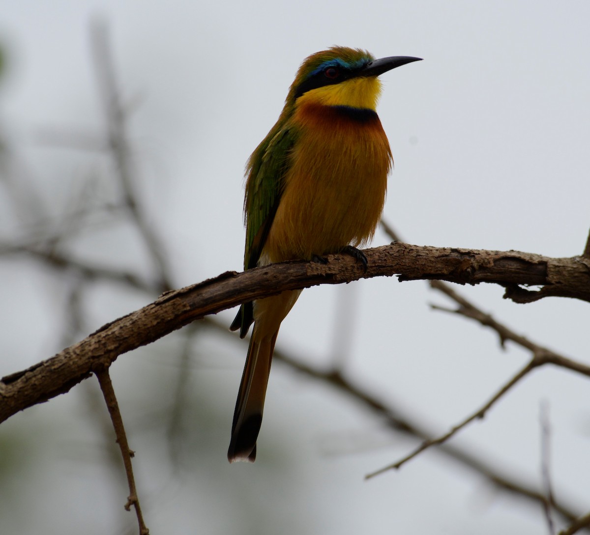 Little Bee-eater - ML353646731