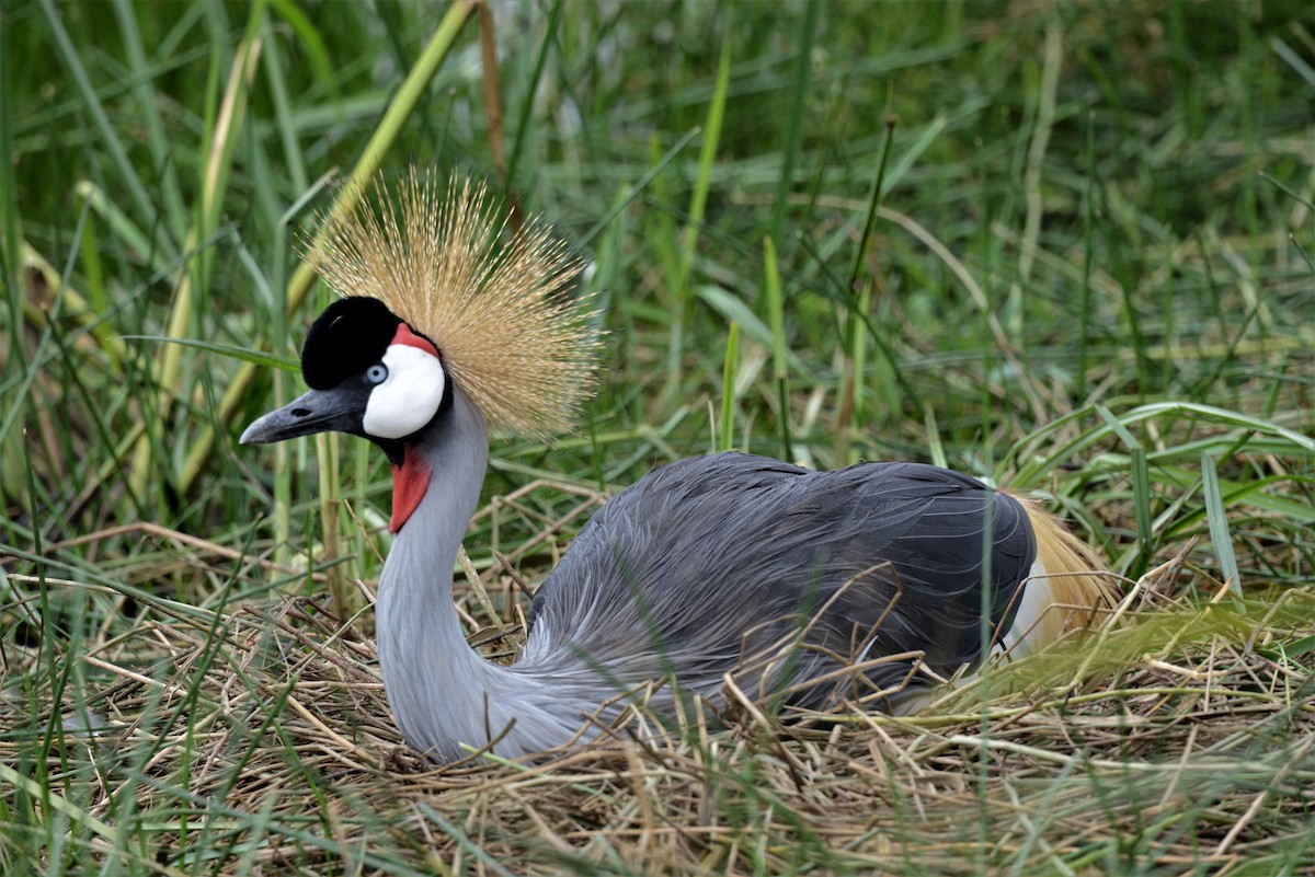 Gray Crowned-Crane - Bertina K