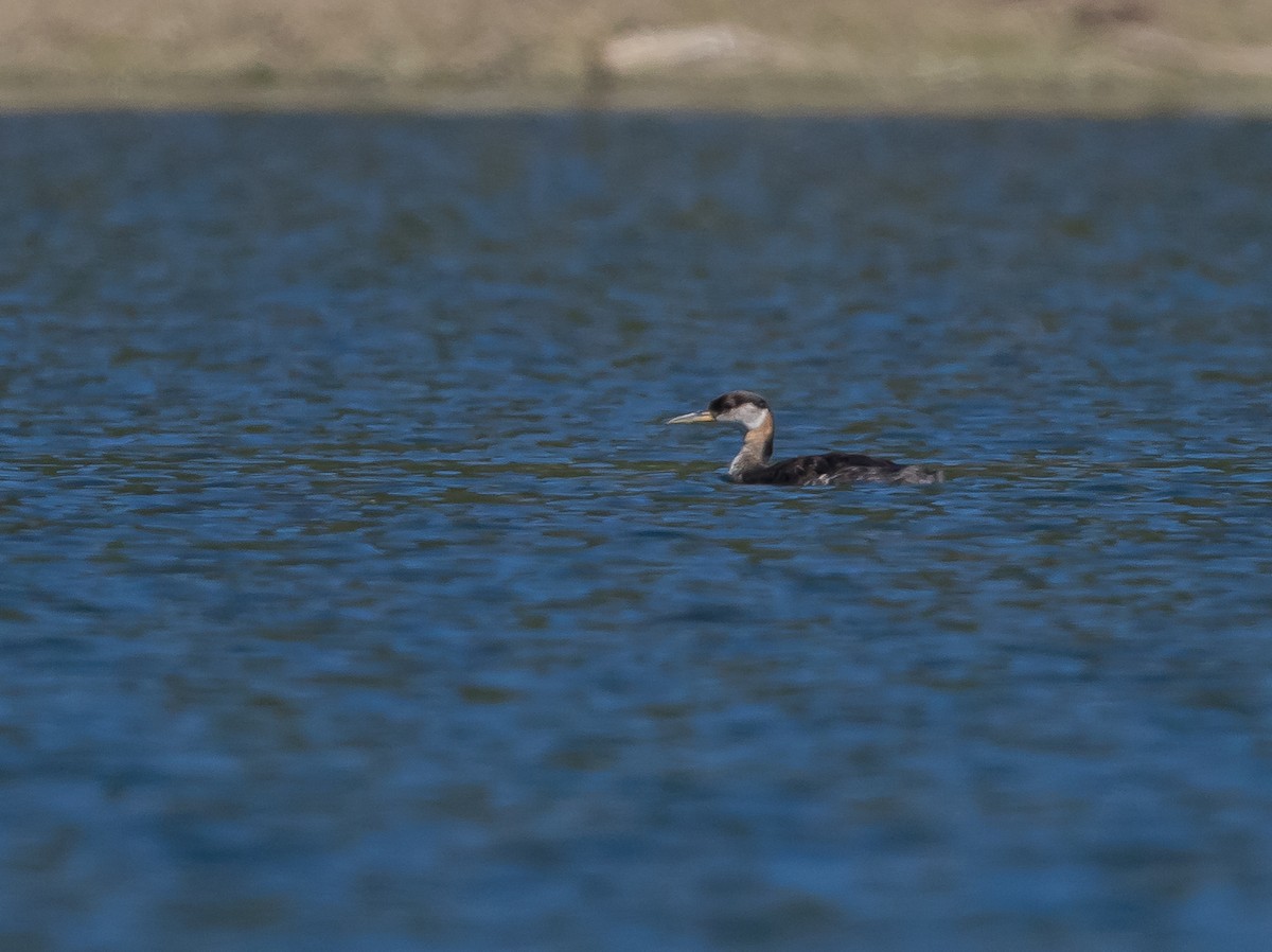 Red-necked Grebe - Willie Hall