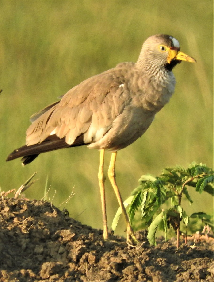 Wattled Lapwing - Eric Haskell