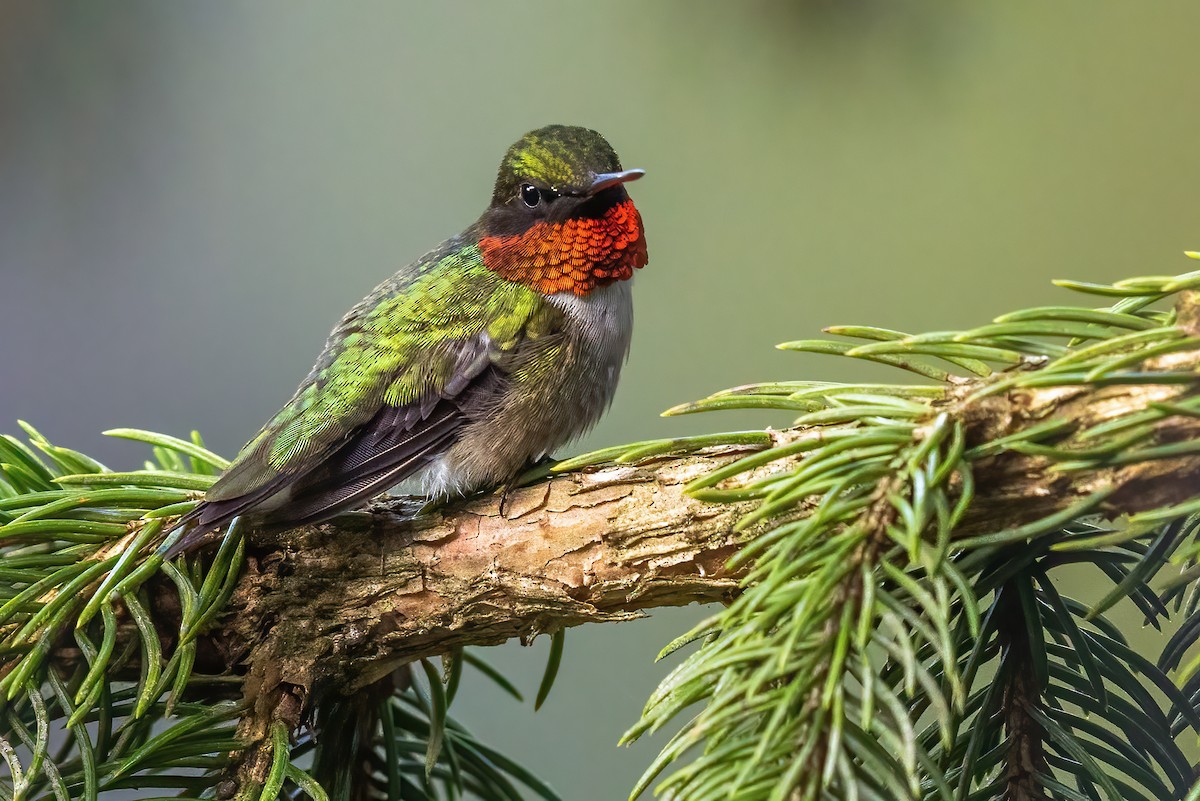 Ruby-throated Hummingbird - ML353653351