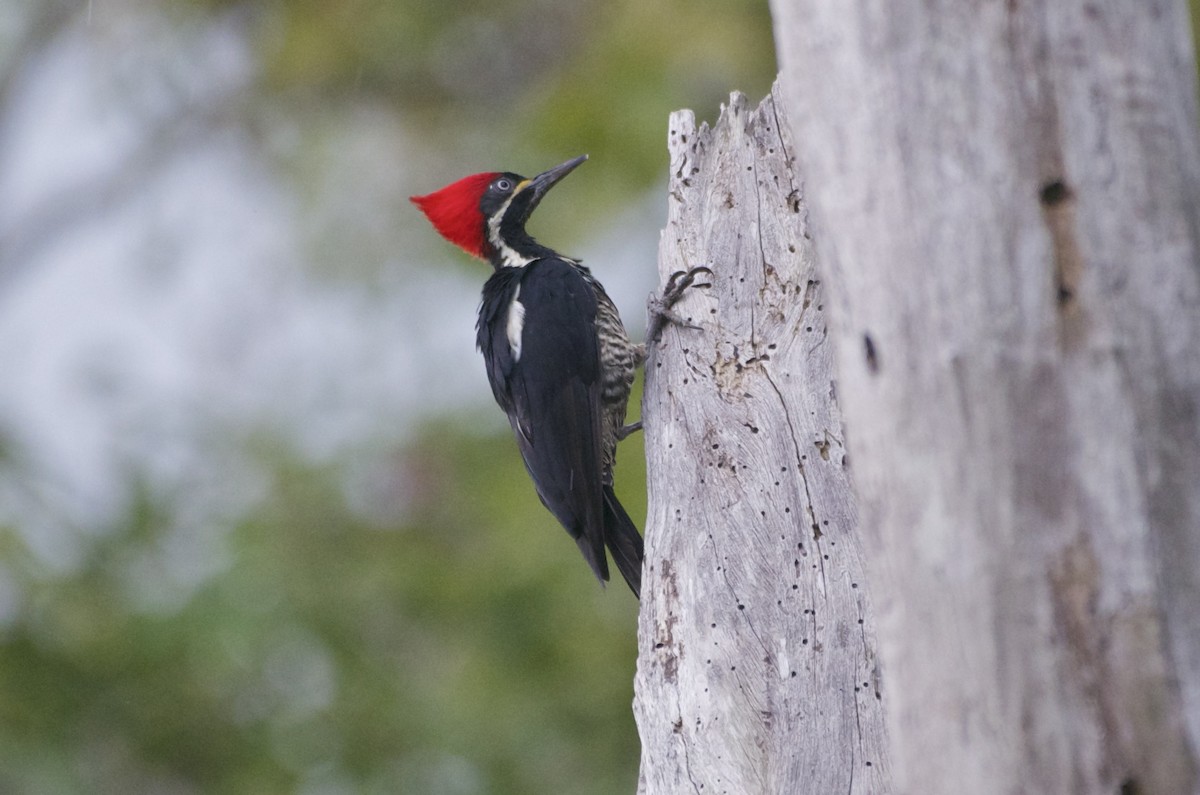 Lineated Woodpecker - Jan Cubilla