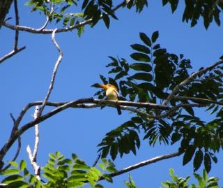 Yellow-billed Kingfisher - Gail Neumann
