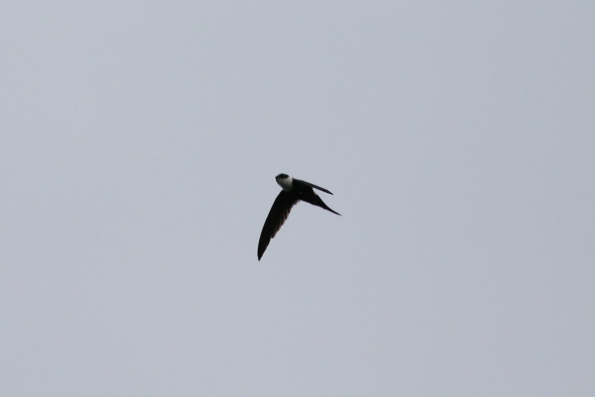 Lesser Swallow-tailed Swift - John and Milena Beer
