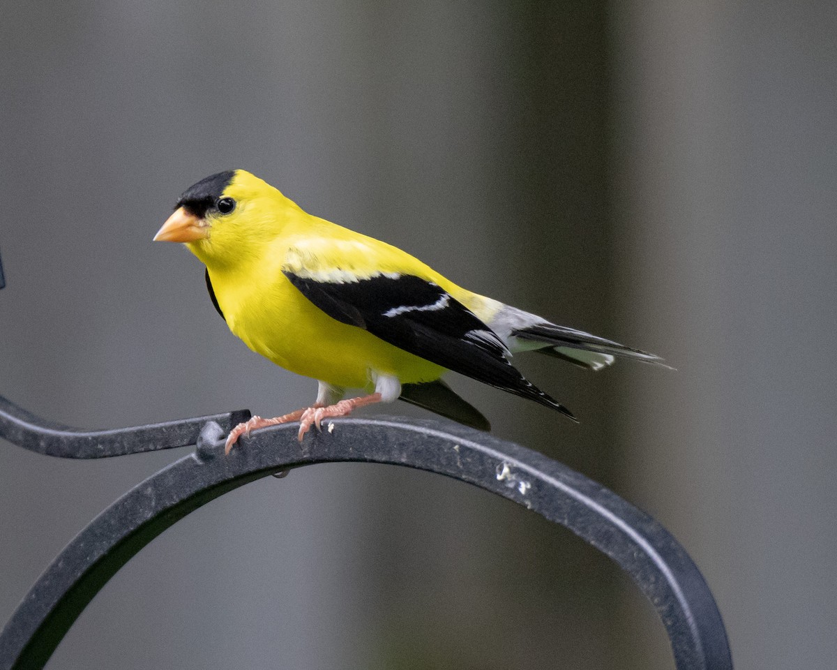 American Goldfinch - Kelly White