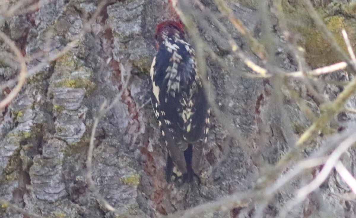 Red-breasted Sapsucker - ML353665031