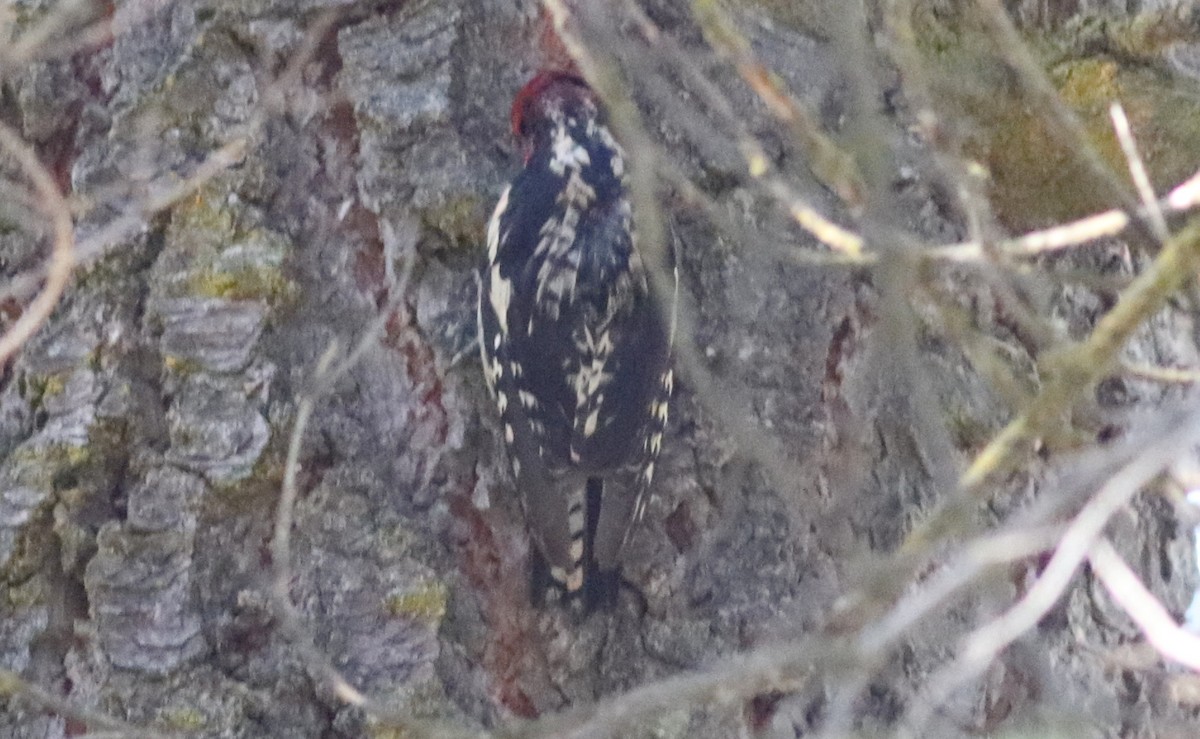 Red-breasted Sapsucker - ML353665041