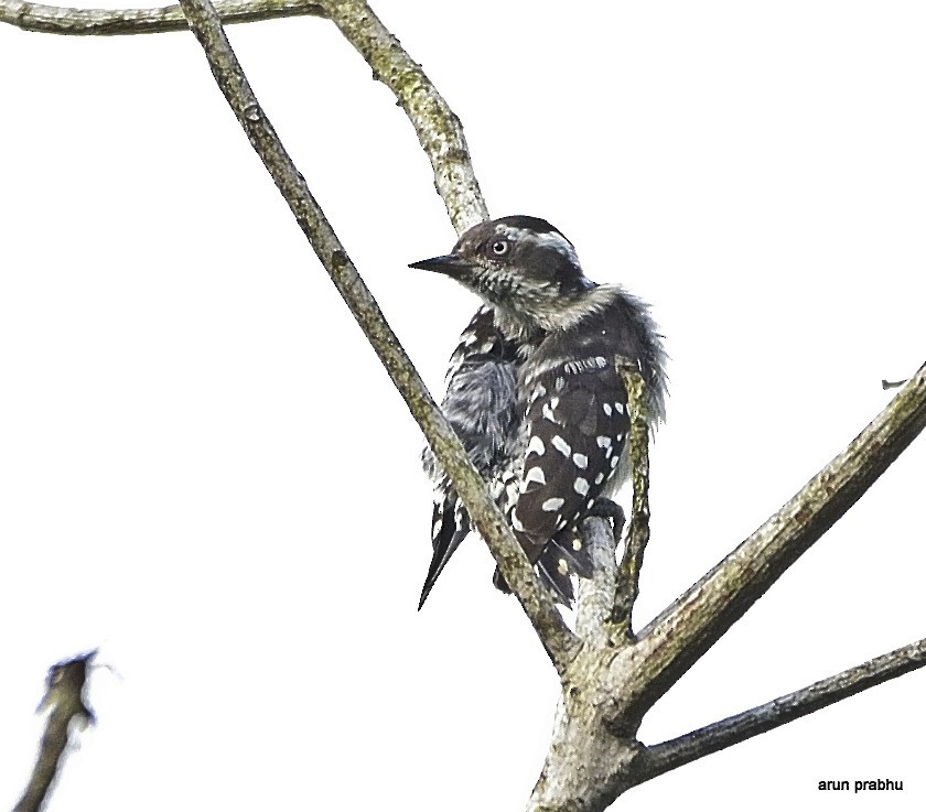 Brown-capped Pygmy Woodpecker - Arun Prabhu