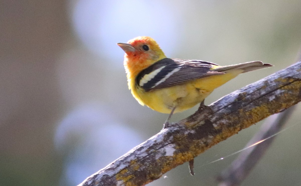 Western Tanager - ML353665401
