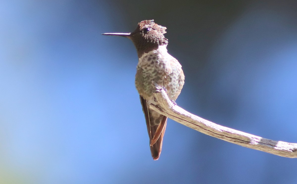 Anna's Hummingbird - Gary Leavens