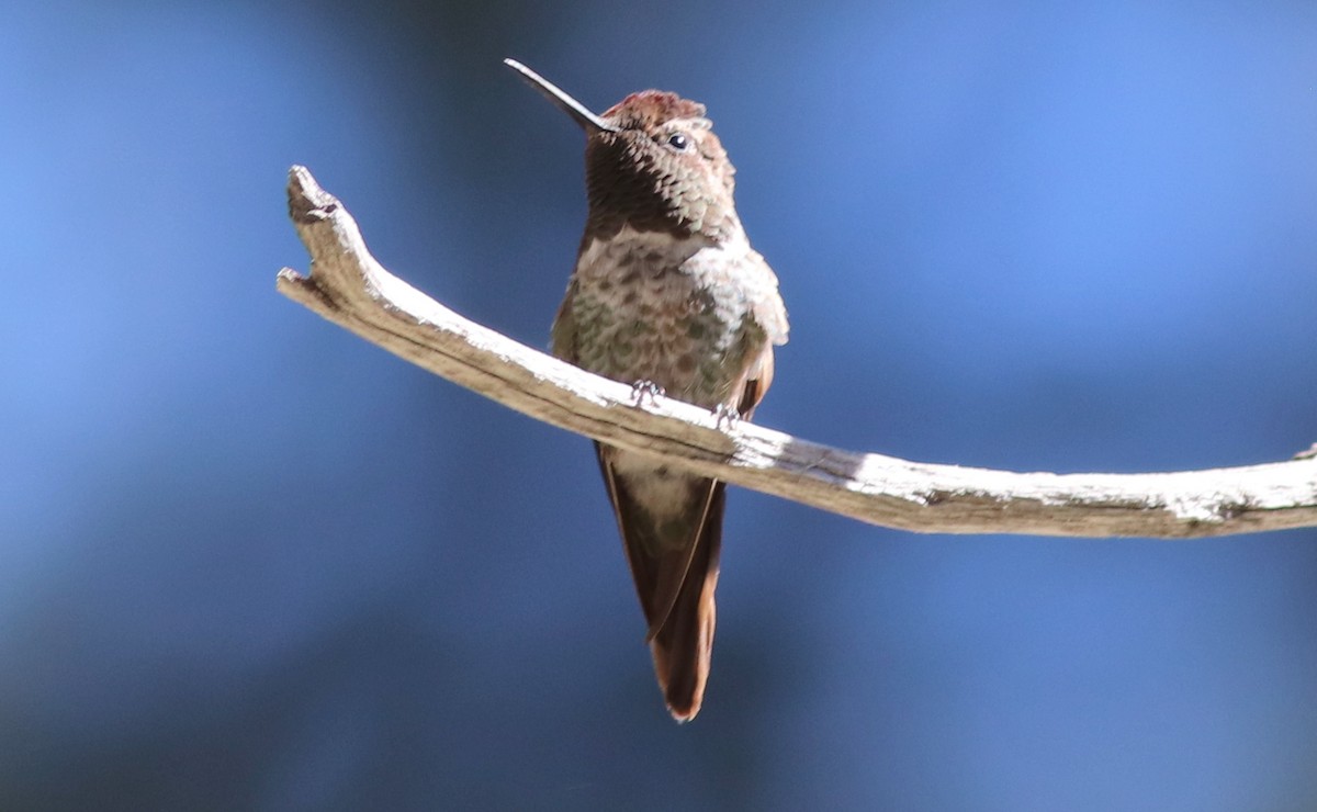 Anna's Hummingbird - ML353665521