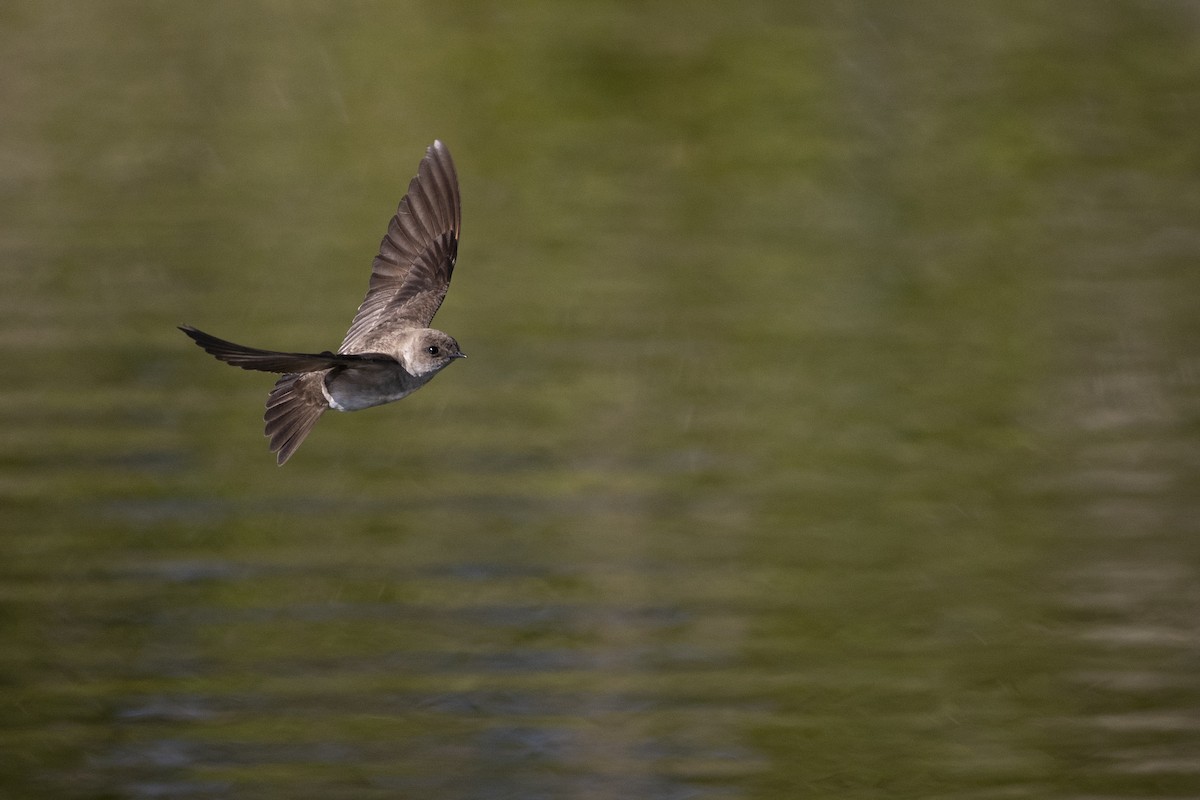 Northern Rough-winged Swallow - Michael Stubblefield