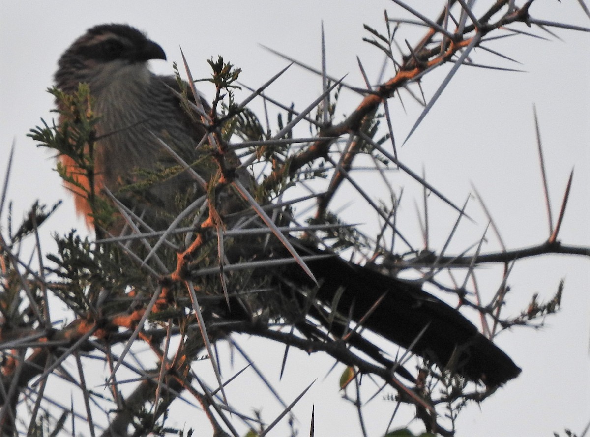 White-browed Coucal - Eric Haskell