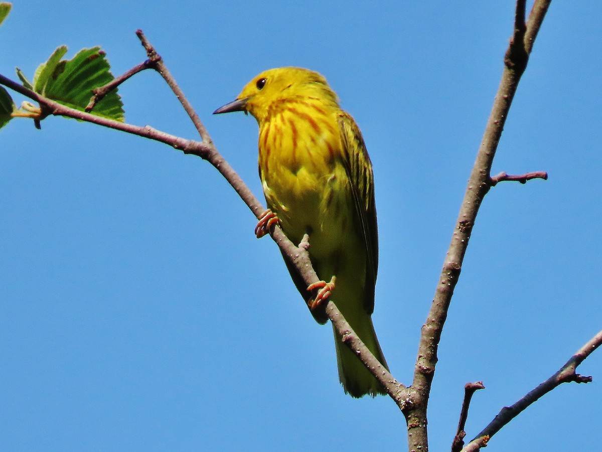 Yellow Warbler - Craig Johnson