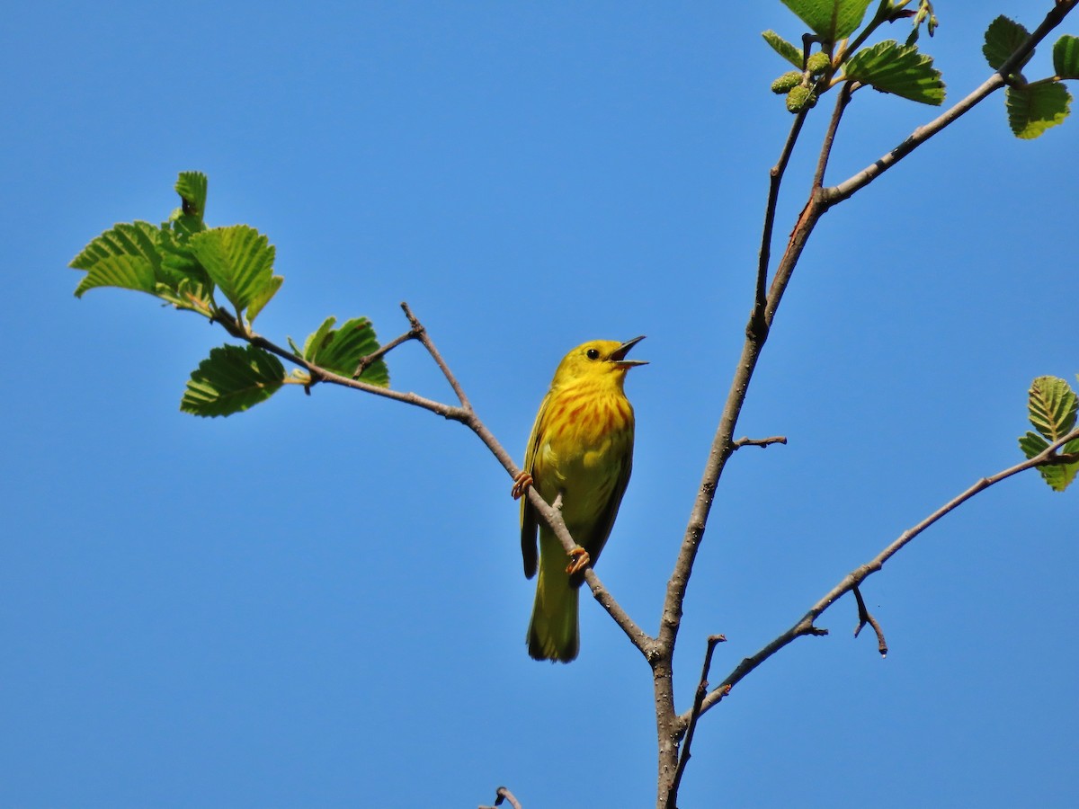 Yellow Warbler - ML353679571