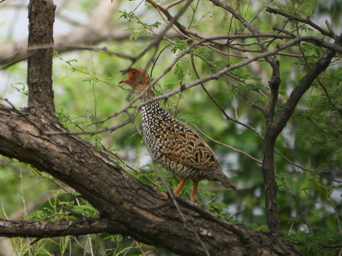 Painted Francolin - ML353680391