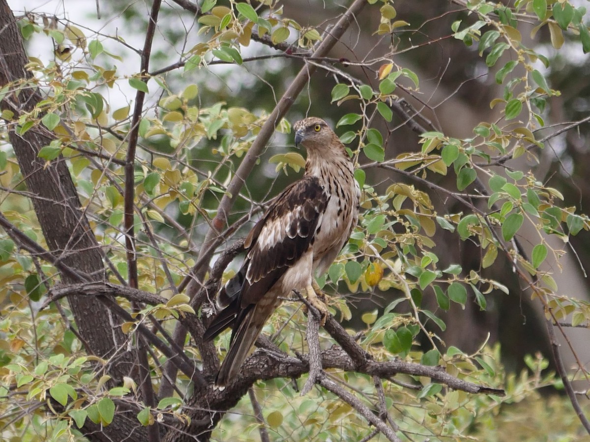 Changeable Hawk-Eagle (Crested) - ML353680541