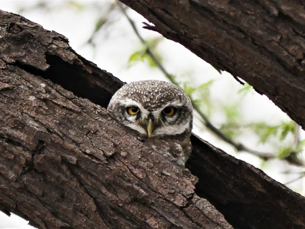 Spotted Owlet - ML353680681