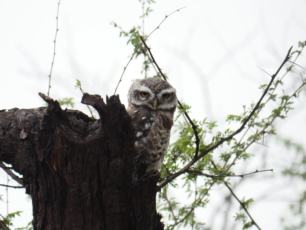 Spotted Owlet - ML353680691