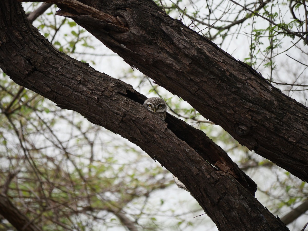 Spotted Owlet - Rob Batchelder