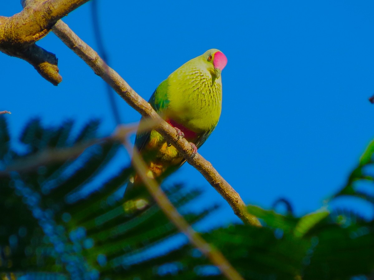 Red-bellied Fruit-Dove - ML353680741