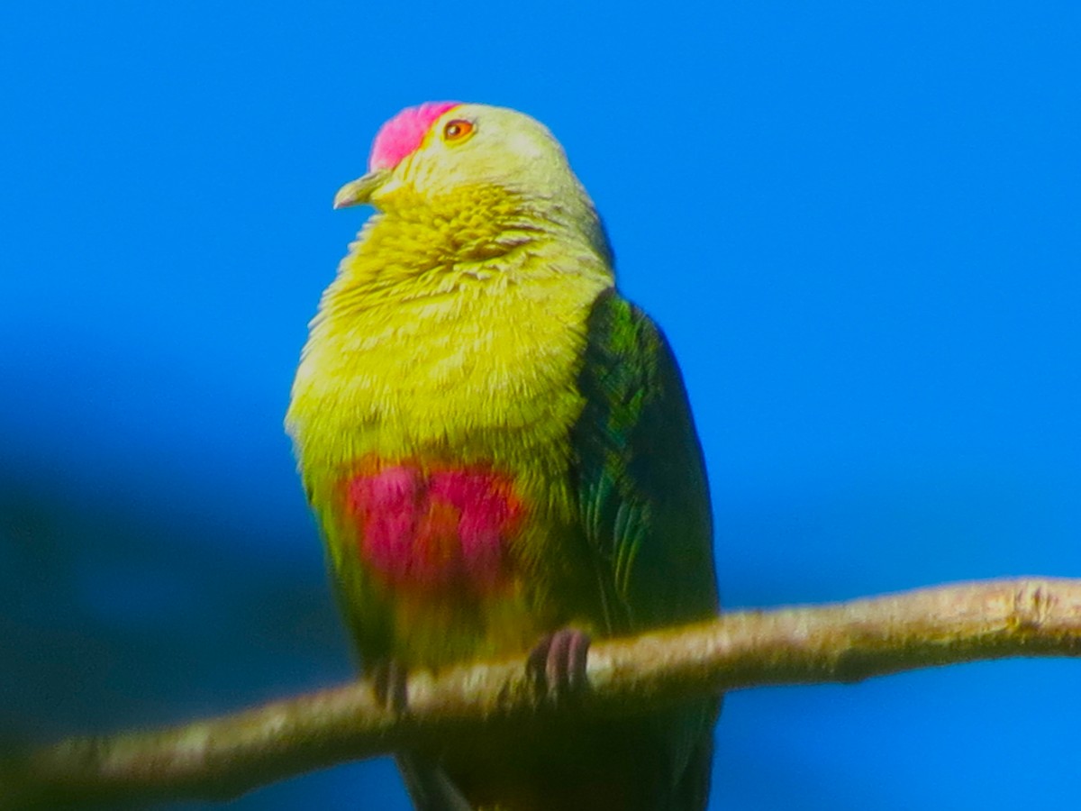 Red-bellied Fruit-Dove - ML353680861
