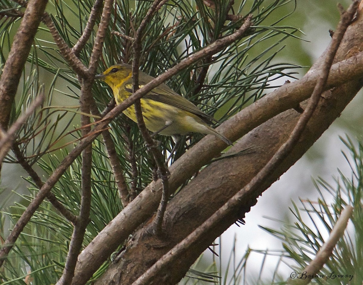 Cape May Warbler - Brian Lowry