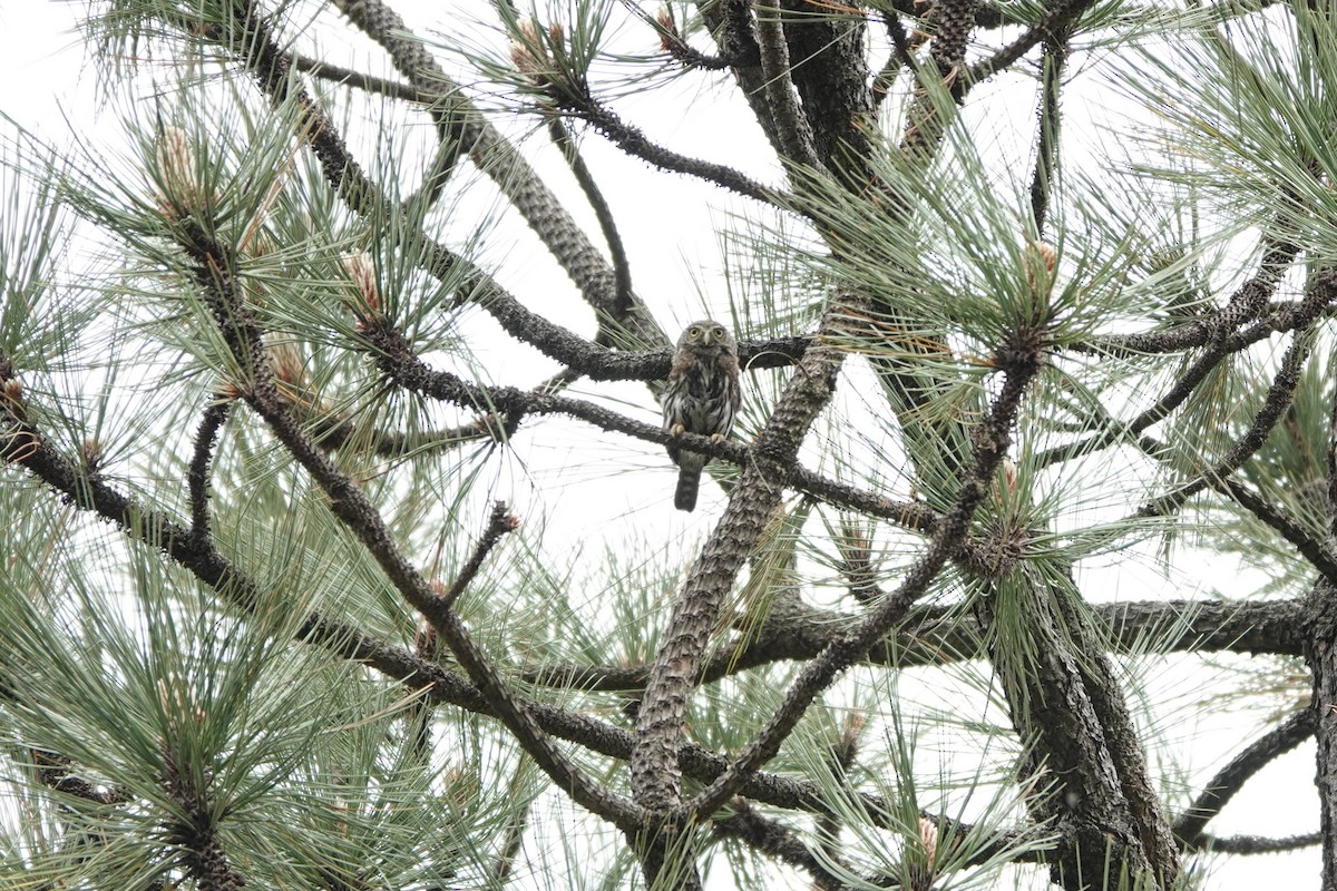 Northern Pygmy-Owl (Mountain) - ML353693911