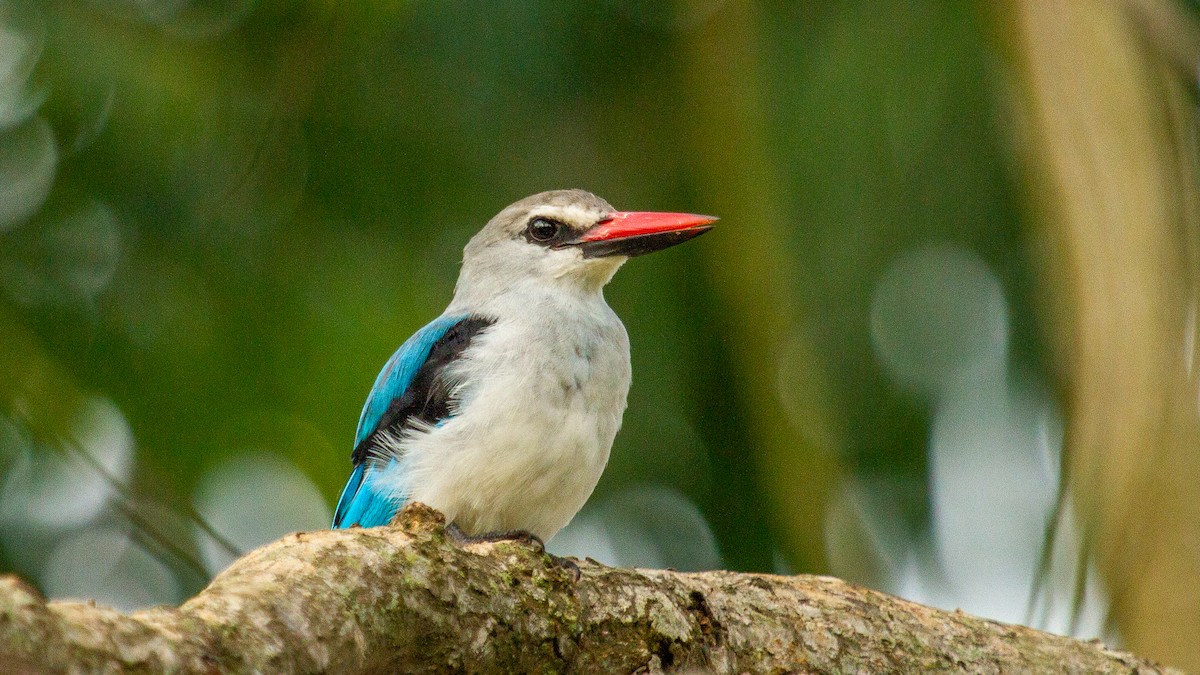 Woodland Kingfisher - Jotinder Sudan