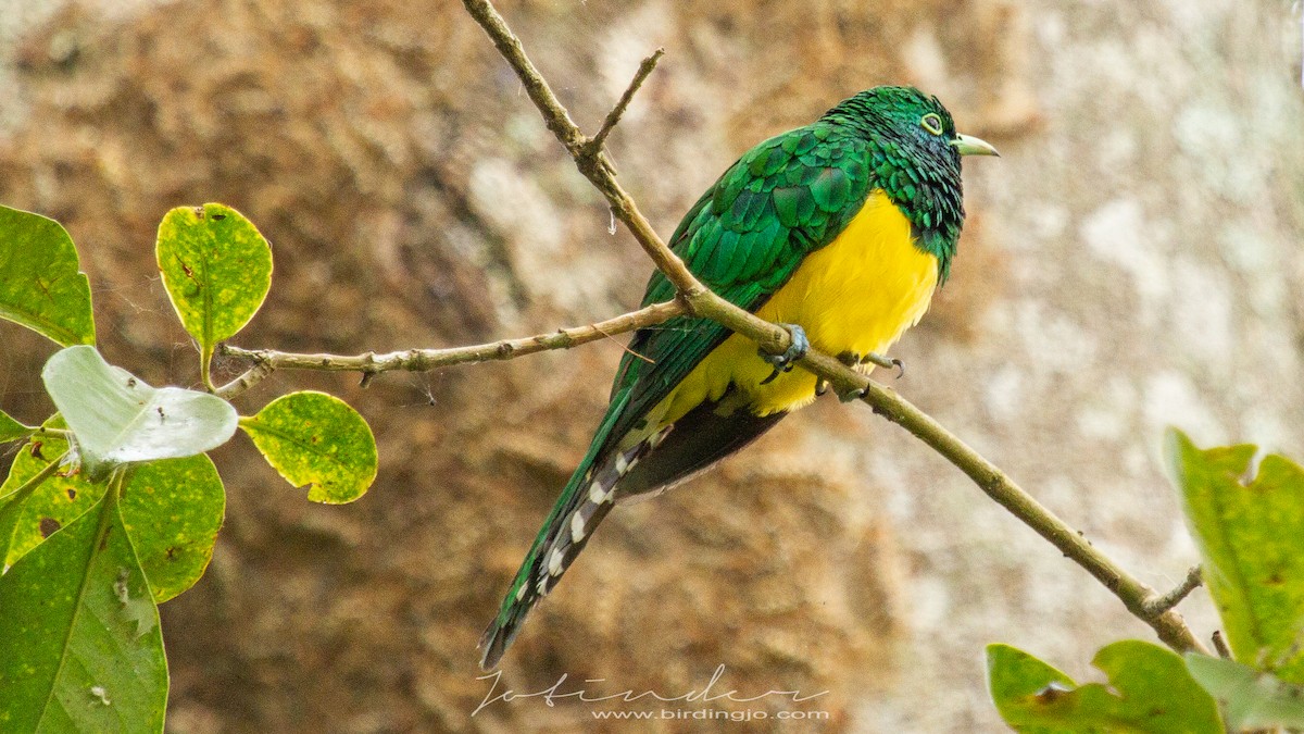 African Emerald Cuckoo - Jotinder Sudan