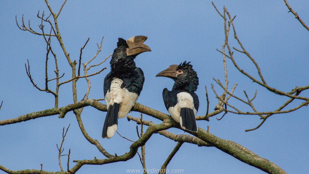 Black-and-white-casqued Hornbill - Jotinder Sudan