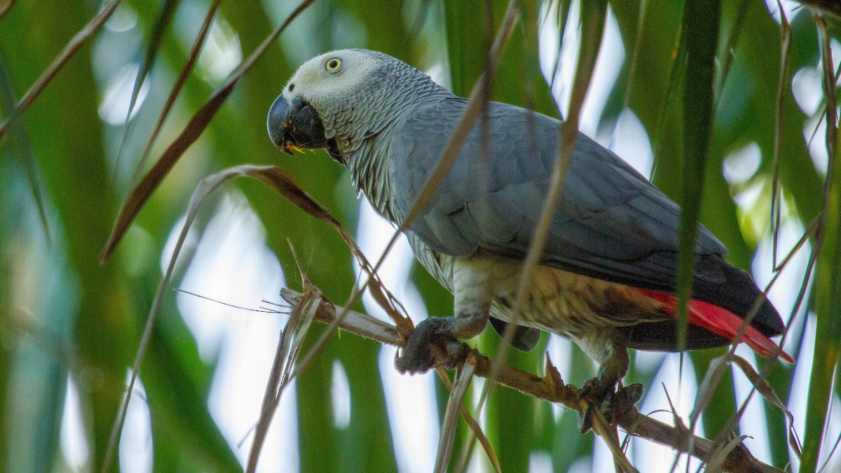 Gray Parrot - Jotinder Sudan