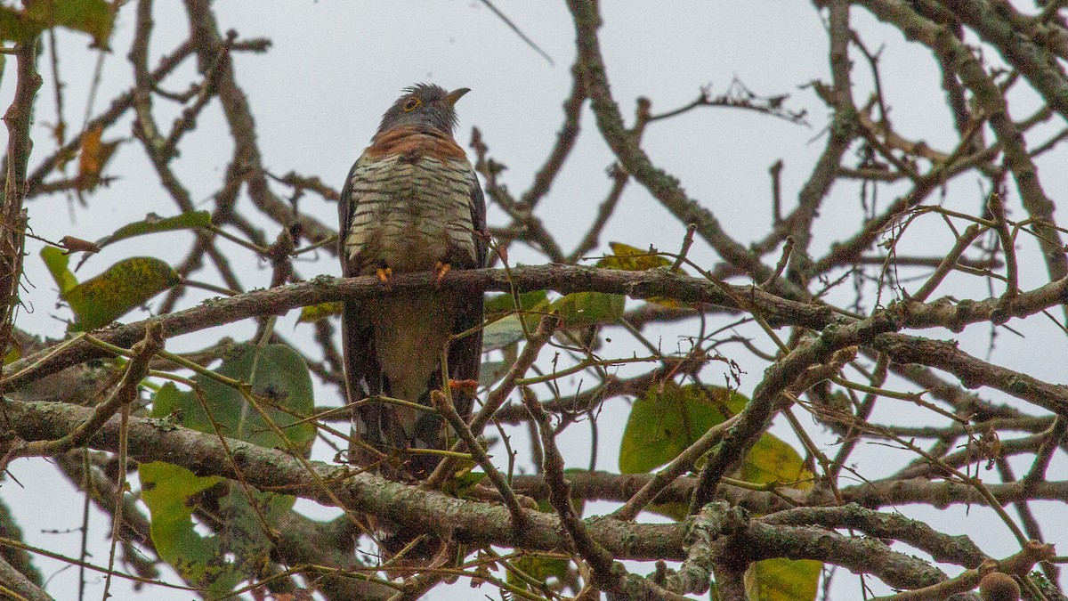Red-chested Cuckoo - ML353703361