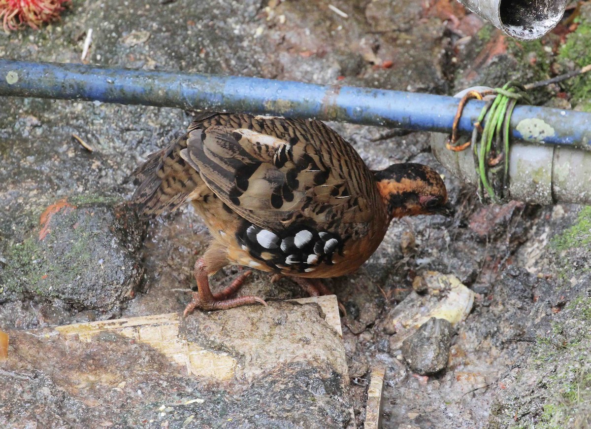 Red-breasted Partridge - ML35370661