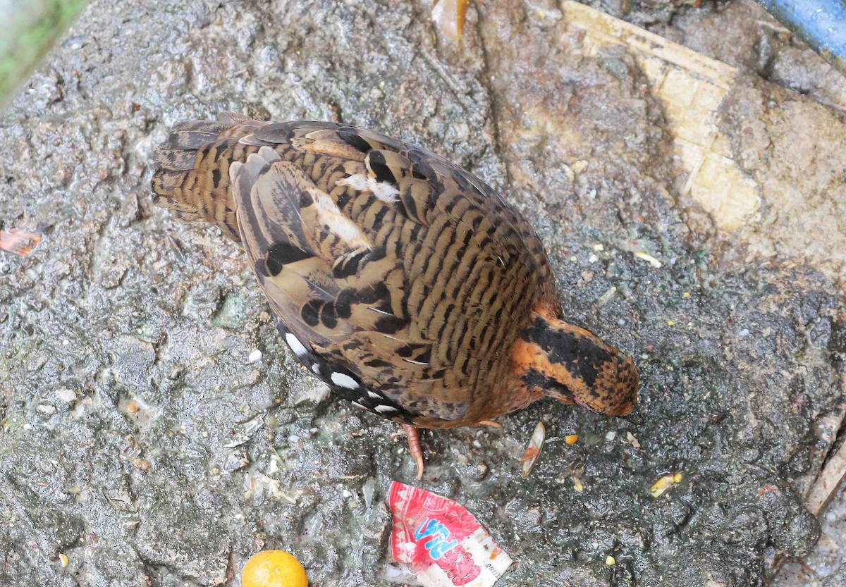 Red-breasted Partridge - ML35370691
