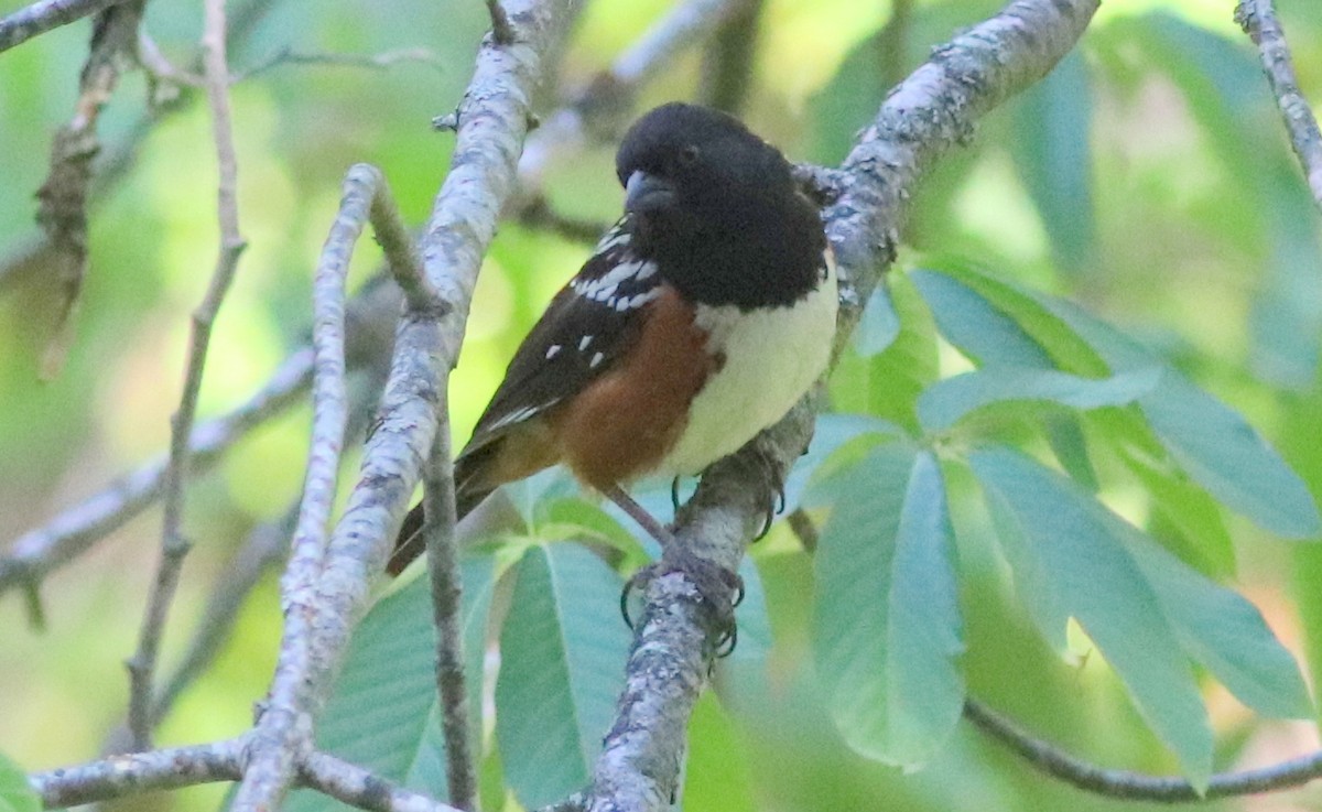 Spotted Towhee - ML353707011